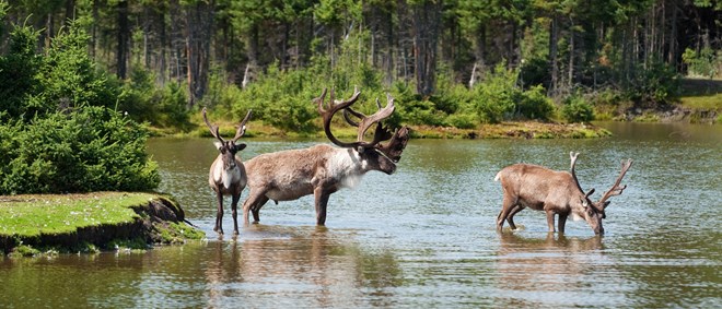 Woodland caribou, including a bull and two cows in a river